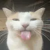 your fav😎🤓 - @bobrossismydad59 - TikTok