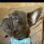 Bobby Blue Rothwell - @bobbybluethefrenchie - Instagram