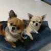 ボブくん - @bobkun.roykun - TikTok