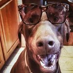 Bob Marley Rucker - @marley_dog313 - Instagram