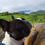 𝓑𝓸𝓬𝓱𝓲𝓼 - @bob._ruiz - Instagram