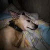 Bobryan - @borisix.bantik - TikTok
