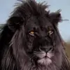 Bob Salas - @bob.salas - TikTok