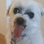 Bob - @bob_samson_10 - Instagram