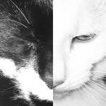 Bob🐱⚫️⚪️Samson🐱⚪️⚪️ - @bob_and_samson - Instagram