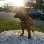 Bob Sanchez - @bobsanchez.1935 - Instagram