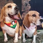 Bob e sandy - @bobsandybeagle - Instagram