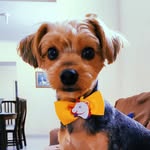 Bob Santos 🐶 - @_bob.santos - Instagram