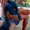 Bob e Mel Pinscher - @bobemelpi_nscher - TikTok