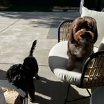 Bobby & Betty Boo Schoenfeld- Dahlkemper - @bobby_bettyboo - Instagram