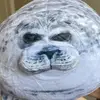 Bob Seal210 - @therealbobtheseal - TikTok