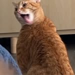 Bob Seal - @lyncwolfe7 - Instagram