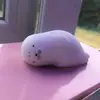 bob_the_seal.1 - @bob_the_seal.1 - TikTok
