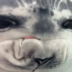 Bob.seal.33 - @bob.seal.33 - Instagram