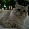 Noah - @bobseal - TikTok