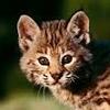 Bob the Cat - @bob_the_cat_is_mad - TikTok