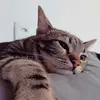 user7273931609737 - @bob.brisinha - TikTok