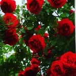 Robert slagle - @robertoslagle5 - Instagram