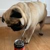 Bobs - @bobby_pug - TikTok