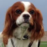 Bob Speckles - @bobspeckles - Instagram