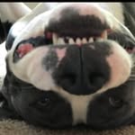 Bob speckles - @bobspeckles9 - Instagram