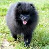 ☘Bob☘ - @bob_the_spitz - TikTok