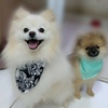 Bob e Floki - @bobfloki_spitz - TikTok