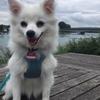 Bobbel - @bobbelthespitz - TikTok