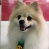 Spitz alemão - @bobsptiz - TikTok