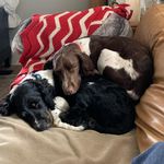 Bob & Hope the Springer Spaniels - @bob_and_hope - Instagram