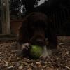 Bob - @bobthespringer - TikTok