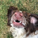 BOB - @springer_bob - Instagram