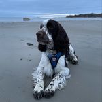 @bob_springerspanjel - Instagram