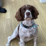 Bob The Springer - @jersey_springer_bob - Instagram