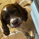 @king_bob_the_mad_springer_ - Instagram