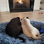 Bob and Sprinkles - @bob_sprinkles_pug_life - Instagram