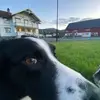 bob - @bob_sprinkles - TikTok