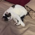 Bob Sprinkles - @bob_sprinkles - Instagram