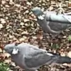 🐦‍⬛ - @sprinklebob14 - TikTok