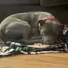 bobbysteffenhagen - @bobbysteffenhagen - TikTok