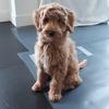 Bobster_Bobbie - @geheim440 - TikTok