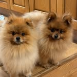 Bob&Steve - @bob_n_steve_world - Instagram