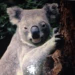 Shadi - @bob_stevenson123_ - Instagram