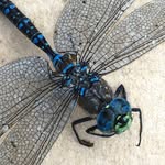 Bob Strong - @bobstrongphotography - Instagram