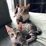 𝔹𝕆𝔹 & 𝕋𝔼𝔻 🐯 - @bob_en_ted - Instagram