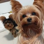 Bob e Ted - @bob.ted.yorkshire - Instagram