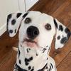 Boy TEPPER - @boythepuppy - TikTok
