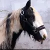 alexii123 - @bobby_tinker - TikTok