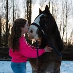 Bob, Doortje en Cato - @tinker.horse.bob - Instagram