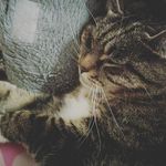 Tinker - @tinker_bob_smyth - Instagram
